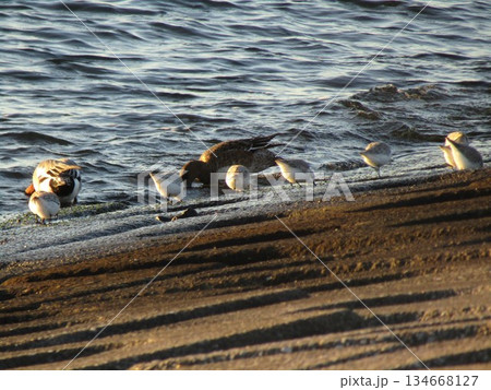 ミユビシギ波打ち際で採餌中 ミユビシギ波打ち際で採餌中 134668127