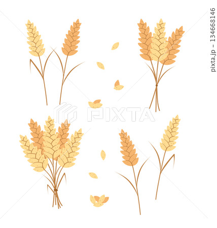 Set of cereal spikelets, wheat ears, cereal seeds. Concept bread or farming, organic food. Vector illustration. 134668146
