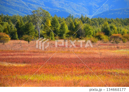 〔奥日光〕小田代原の貴婦人と草紅葉 　※左側に貴婦人 134668177