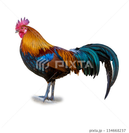 Jungle Fowl displaying vivid orange blue and green plumage with a proud stance isolated on a clean white background 134668237