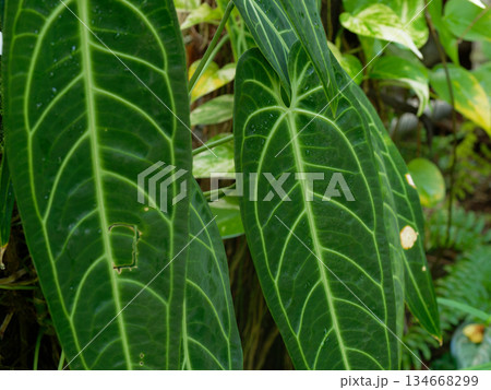 観葉植物サトイモ科アグラオネマ 134668299