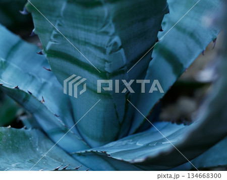単子葉植物リュウゼツラン 134668300