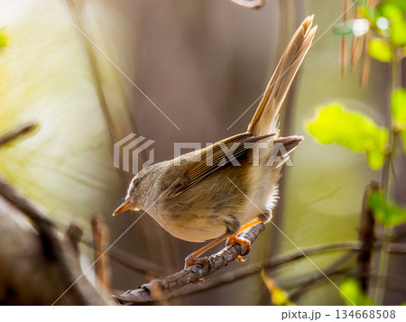 枝にとまるウグイス 134668508
