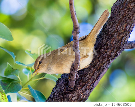 枝にとまるウグイス 134668509