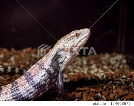 アオジタトカゲ 134668676