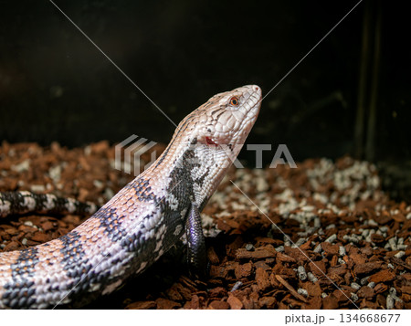 アオジタトカゲ 134668677