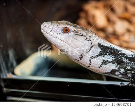 アオジタトカゲ 134668701