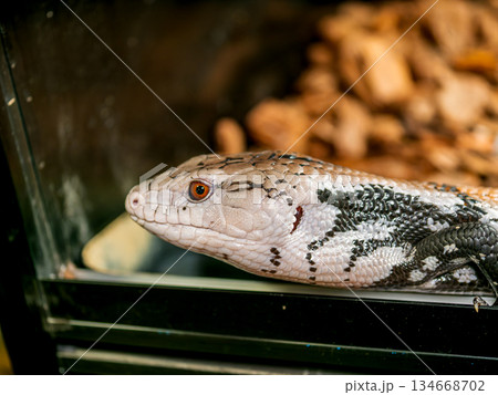 アオジタトカゲ 134668702