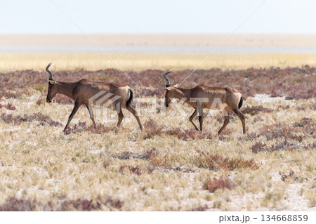 Two red harte beesten in Etosha Two red harte beesten in Etosha 134668859