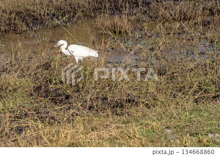 Little egret in Chobe 134668860