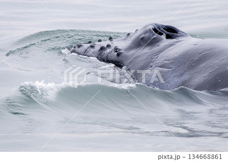 Whale surfacing in Walvis Bay 134668861