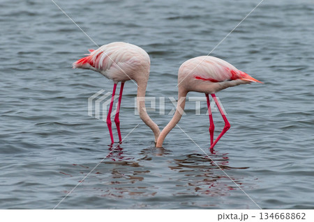 Flamingos near Walvis Bay Flamingos near Walvis Bay 134668862