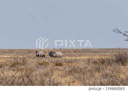 A group of white rhinos in Etosha 134668863