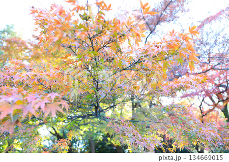 日本庭園に広がる秋の紅葉風景 134669015