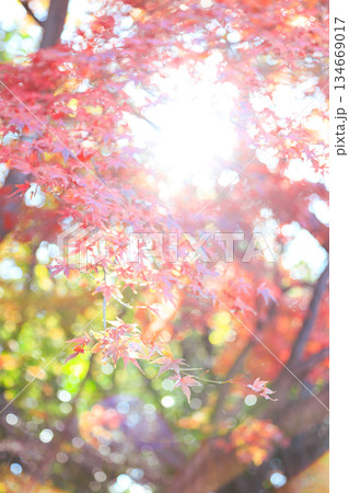 癒しを感じる日本の秋景色と紅葉 134669017