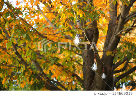 和風の雰囲気が美しい日本庭園の秋 134669019
