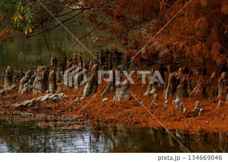 落葉したラクウショウの水辺 134669046