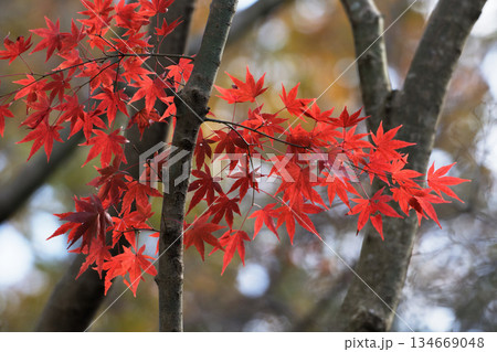 残されたイロハカエデの紅葉 134669048