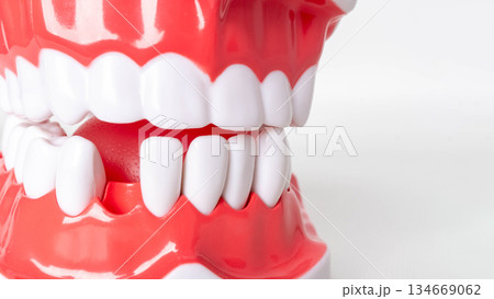 Close-up of dental model showing perfect teeth and gums 134669062