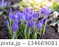 Blooming purple crocuses in springtime garden with soft sunlight 134669081