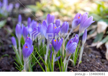 Blooming purple crocuses in springtime garden with soft sunlight 134669081
