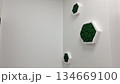 Modern wall art with green moss in hexagonal frames on white background 134669100