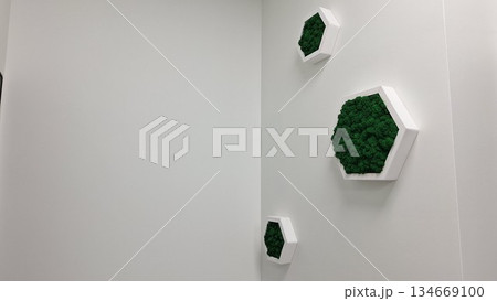 Modern wall art with green moss in hexagonal frames on white background 134669100