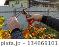 Caucasian adult pruning plants with garden shears in autumn garden 134669101