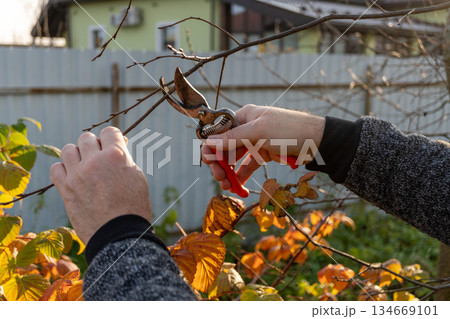 Caucasian adult pruning plants with garden shears in autumn garden Caucasian adult pruning plants with garden shears in autumn garden 134669101