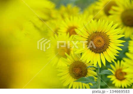 夏といえば　向日葵 134669583
