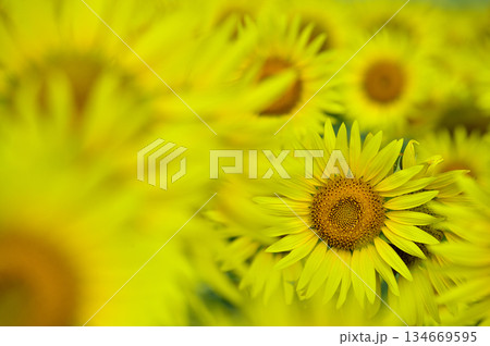 夏といえば　向日葵 134669595