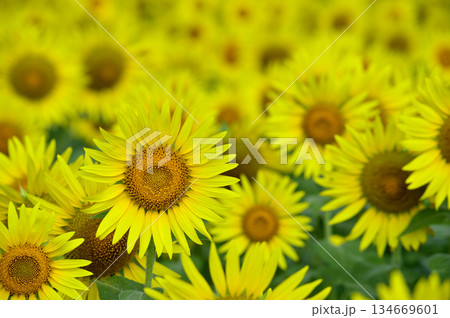 夏といえば 向日葵 夏といえば 向日葵 134669601