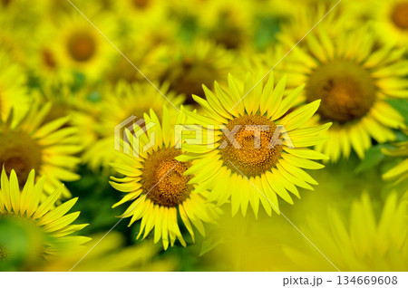 夏といえば　向日葵 134669608