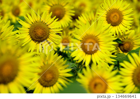 夏といえば　向日葵 134669641