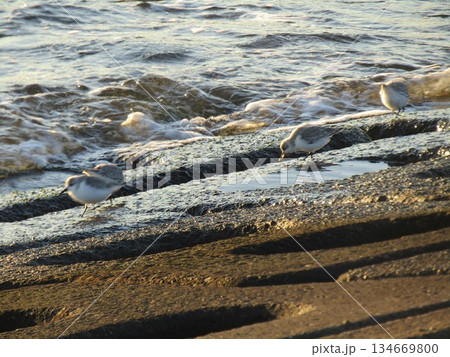 検見川浜に冬の渡り鳥ヒドリガモとミユビシギ 134669800