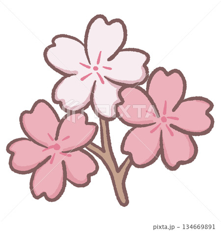 Delicate Pink Sakura Cherry Blossom Cluster With Multiple Flowers Cute Japanese Spring Floral Illustration For Kawaii Clipart And Cozy Seasonal Designs Delicate Pink Sakura Cherry Blossom Cluster With Multiple Flowers Cute Japanese Spring Floral Illustration For Kawaii Clipart And Cozy Seasonal Designs 134669891