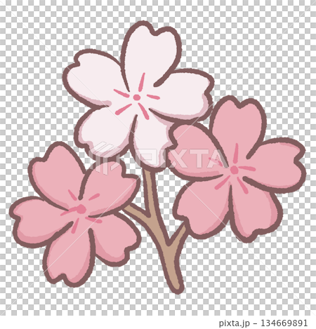 Delicate Pink Sakura Cherry Blossom Cluster With Multiple Flowers Cute Japanese Spring Floral Illustration For Kawaii Clipart And Cozy Seasonal Designs Delicate Pink Sakura Cherry Blossom Cluster With Multiple Flowers Cute Japanese Spring Floral Illustration For Kawaii Clipart And Cozy Seasonal Designs 134669891