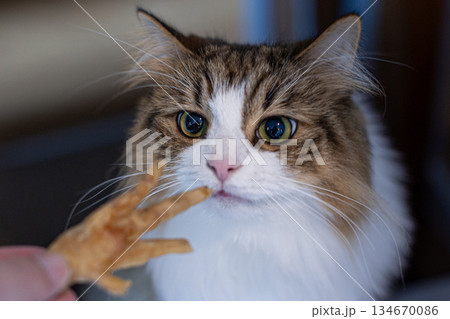 ねこ ねこ 134670086
