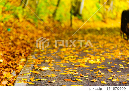 Autumn leaves foliage on walk path Autumn leaves foliage on walk path 134670409