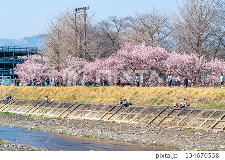 【神奈川県】南足柄市の春木径に咲く春めき桜 【神奈川県】南足柄市の春木径に咲く春めき桜 134670538