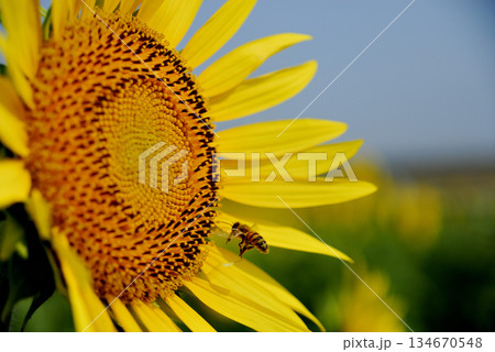 夏の花ひまわりとミツバチ 134670548