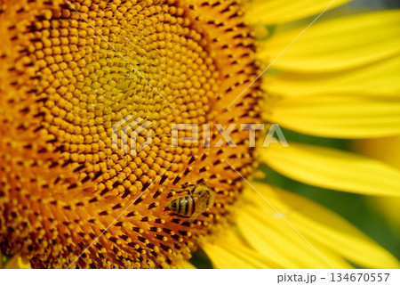 夏の花ひまわりとミツバチ 134670557