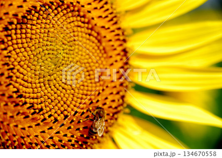 夏の花ひまわりとミツバチ 夏の花ひまわりとミツバチ 134670558