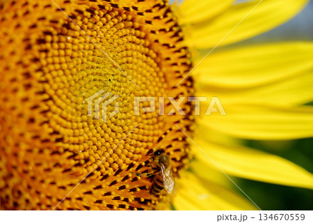 夏の花ひまわりとミツバチ 134670559