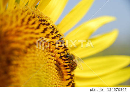 夏の花ひまわりとミツバチ 夏の花ひまわりとミツバチ 134670565