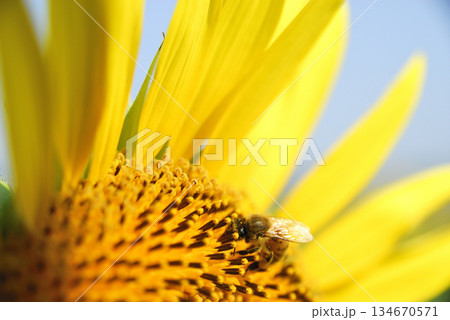 夏の花ひまわりとミツバチ 夏の花ひまわりとミツバチ 134670571
