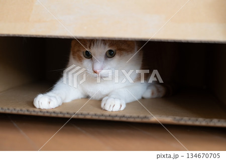 ダンボール箱に入った猫　茶トラ白 134670705