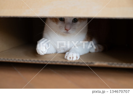 ダンボール箱に入った猫　茶トラ白 134670707