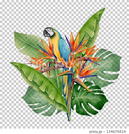 Watercolor Macaw with Tropical Leaves 134670814