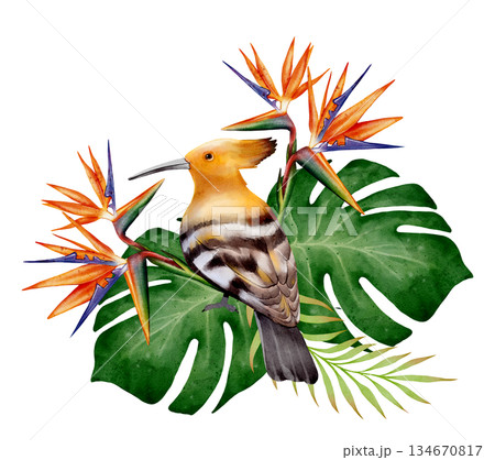 Watercolor Hoopoe and Tropical Strelitzia 134670817